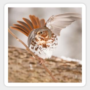 Fox Sparrow with tail feathers fanned out Sticker